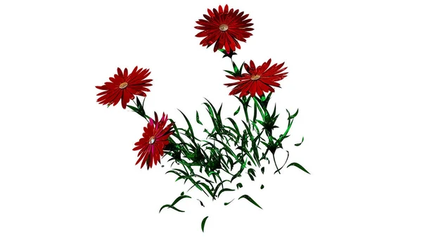 Aster Botanical Flowers Rendering — Stockfoto