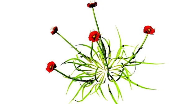 Coquelicot植物花3D渲染 — 图库照片