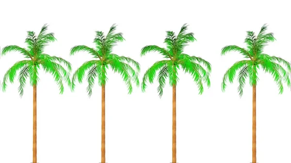 Queen Palm Botanical Rendering — Stockfoto