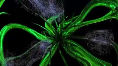 Karahindiba Tohumları Botanik 3B Hazırlama