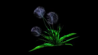 Karahindiba Tohumları Botanik 3B Hazırlama