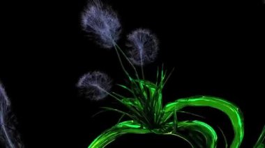 Karahindiba Tohumları Botanik 3B Hazırlama