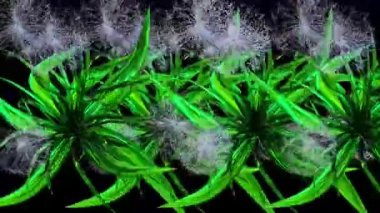 Karahindiba Tohumları Botanik 3B Hazırlama