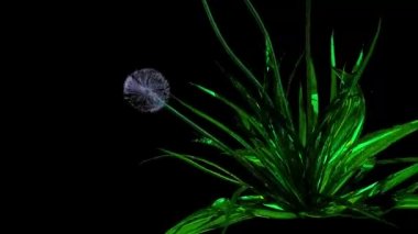 Karahindiba Tohumları Botanik 3B Hazırlama