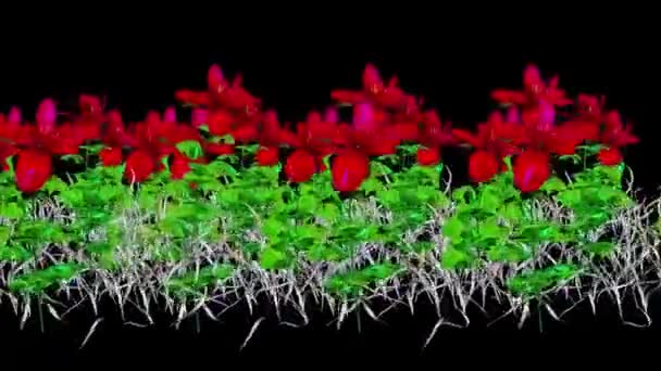 宽叶植物3D渲染 — 图库视频影像