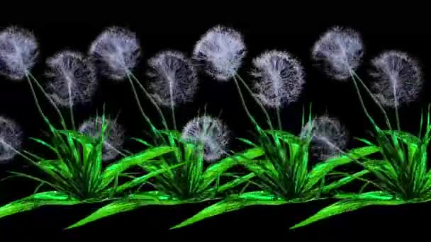 蒲公英种子植物3D渲染 — 图库视频影像