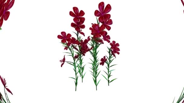 Petunia Fiori Botanici Rendering — Video Stock