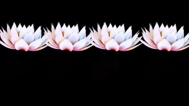 Kwiat Botaniczny Wodna Lilia Rendering — Wideo stockowe