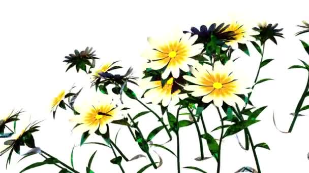 Botanisches Rendering Der Weißen Blume — Stockvideo