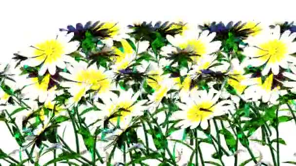 Botanické Vykreslování Bílého Květu — Stock video
