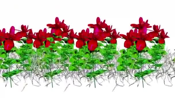 Широколистный Ботанический Рендеринг — стоковое видео