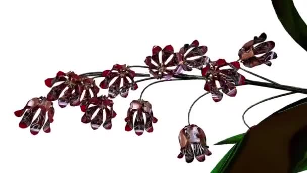 Lila Glockenblume Botanisches Rendering — Stockvideo
