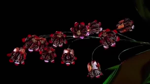 Perender Botani Bellflower Ungu — Stok Video