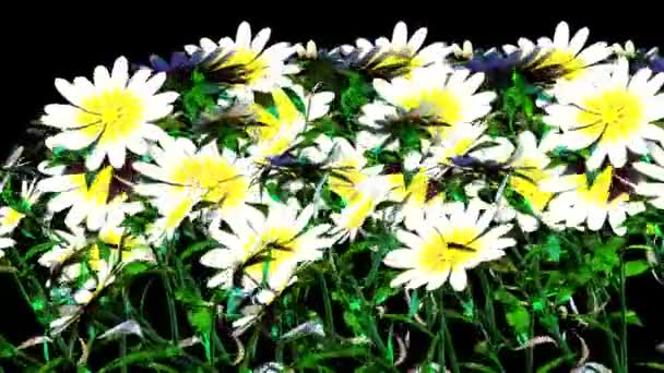 Rendering Botanico Del Fiore Bianco — Video Stock