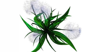 Karahindiba Tohumları Botanik 3B Hazırlama