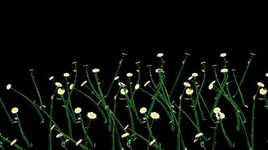 Beyaz Çiçek Botanik 3B Hazırlama