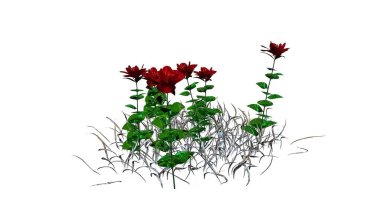 Geniş Yaprak Botanik 3B Hazırlama