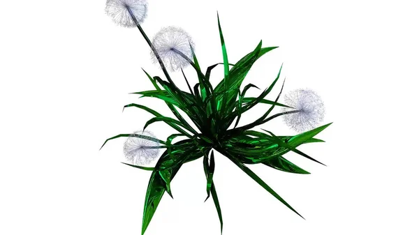 蒲公英种子植物3D渲染 — 图库照片