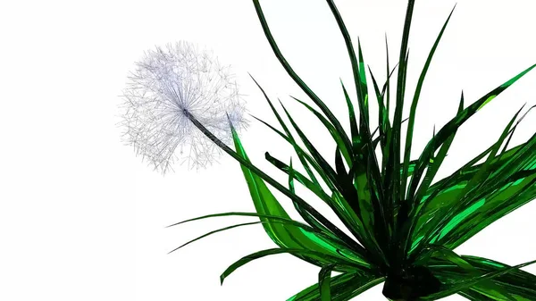 Dandelion Seeds Rendering Botanico — Foto Stock