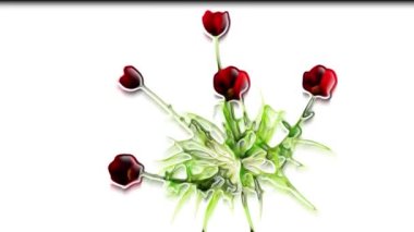 Coquelicot Botanik Çiçekleri 3B Hazırlama