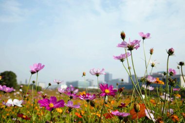 Çin 'de bir çiçek tarlası Gesang çiçekleriyle dolu.