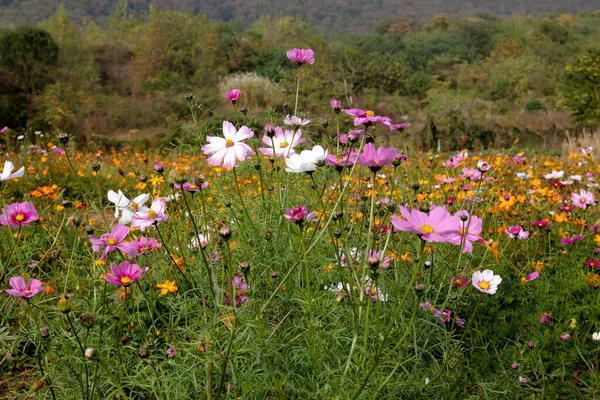 중국의 꽃밭은 아름다운게 꽃으로 — 스톡 사진