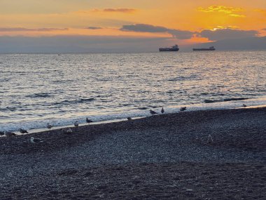 Yunanistan 'ın Kalamata kentinde gün batımında deniz kıyısında duran martılar