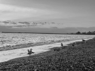 Yunanistan 'ın Kalamata kentinde gün batımında deniz kıyısında duran martılar