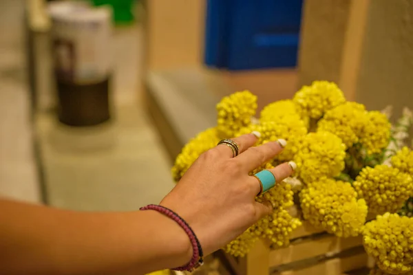 Mão Feminina Pronta Para Escolher Monte Famosa Flor Sempreviva Esta — Fotografia de Stock