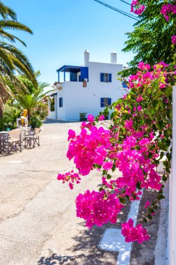 Yunanistan 'ın Kythera adasındaki Avlemonas adasının pitoresk deniz kenarı köyünü süsleyen boukamvillea çiçekleriyle güzel bir manzara.