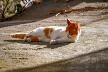 Yunanistan 'ın eski geleneksel Alonissos adası Chora' da geleneksel bir Yunan evinin önünde duran bir kedinin güzel manzarası.