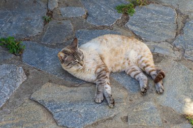 Yunanistan 'ın eski geleneksel Alonissos adası Chora' da geleneksel bir Yunan evinin önünde duran bir kedinin güzel manzarası.