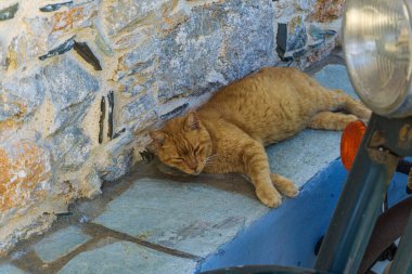 Yunanistan 'ın eski geleneksel Alonissos adası Chora' da geleneksel bir Yunan evinin önünde duran bir kedinin güzel manzarası.