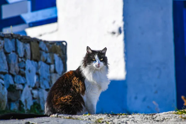 希腊奥洛尼斯索斯岛乔拉村 一只家猫站在传统的希腊房子外 美丽的风景 — 图库照片