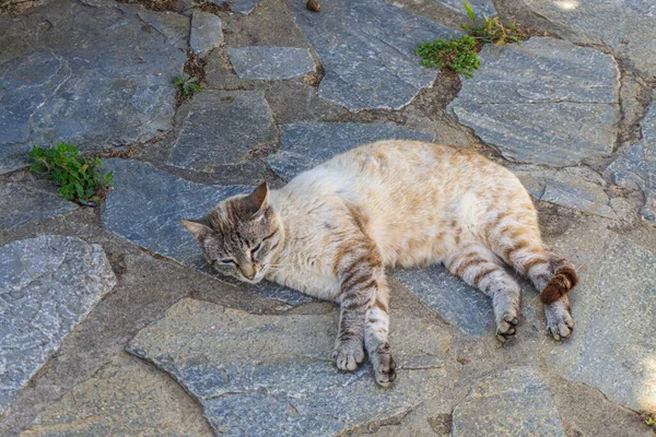 Krásná Scenérie Domácí Kočky Stojící Před Tradičním Řeckým Domem Staré — Stock fotografie