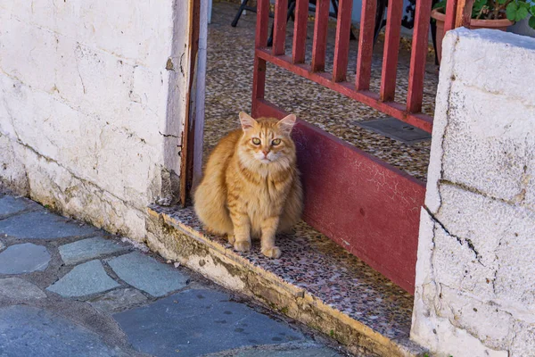 Beautiful Scenery Domestic Cat Standing Traditional Greek House Old Traditional — Stock Photo, Image