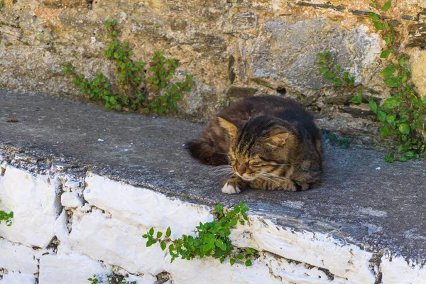 希腊奥洛尼斯索斯岛乔拉村 一只家猫站在传统的希腊房子外 美丽的风景 — 图库照片