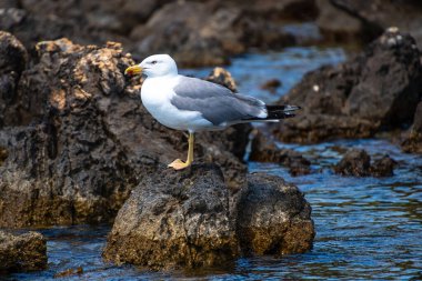 Yunanistan 'ın Sporades adasındaki Alonissos adasında kayalık bir sahil bölgesinde duran uçan martıların yakın görüntüsü