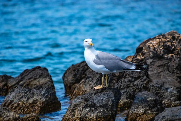 Close View Flying Seagull Standing Rocky Seaside Area Alonissos Island — Stock Photo, Image