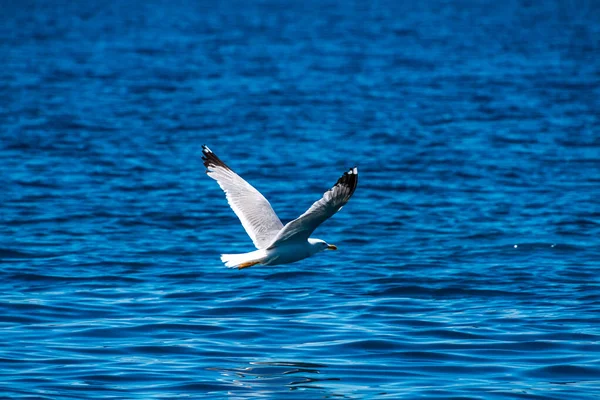 Alonissos, Sporades, Yunanistan 'daki kayalık bir sahil bölgesinde uçan bir martının yakın görüntüsü