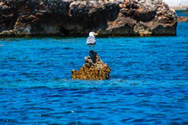 Yunanistan 'ın Sporades adasındaki Alonissos adasında kayalık bir sahil bölgesinde duran uçan martıların yakın görüntüsü
