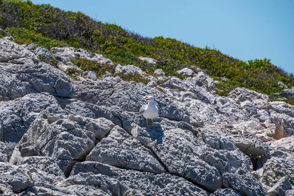 Seagull Sitting Rocks Peristera Island Alonissos Sporades Greece — Photo