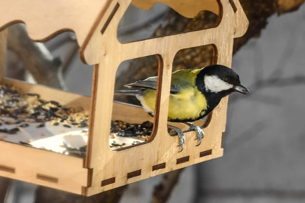 Tit Eats Food Bird Feeder Wooden Bird House Yellow Little — Foto de Stock
