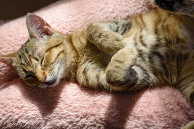 Bengali kedisi pozu. Fotoğrafçılığın mükemmel manzarası. Bengali cinsinin güzel kedisi