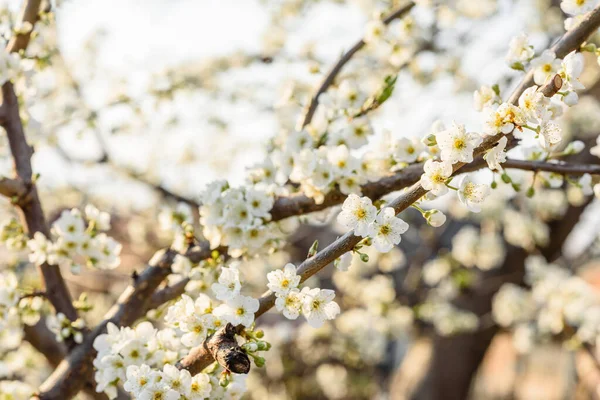 Plum Blossom Tree Country Garden Country House White Spring Plum — стоковое фото