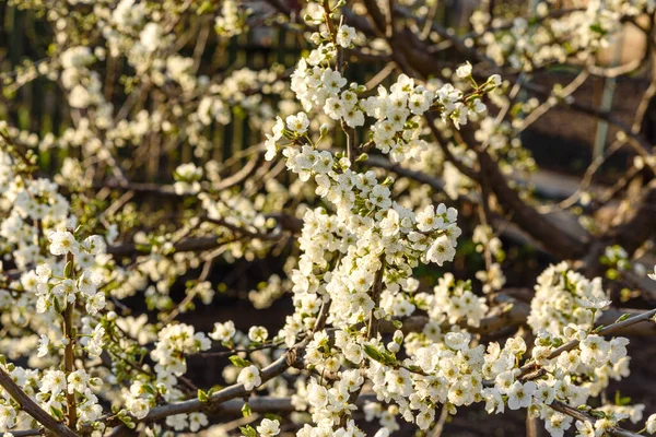 Plum Blossom Tree Country Garden Country House White Spring Plum — стоковое фото