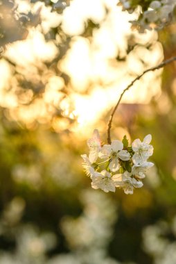 Parlak yeşil arka planda beyaz kiraz çiçekleri dalları