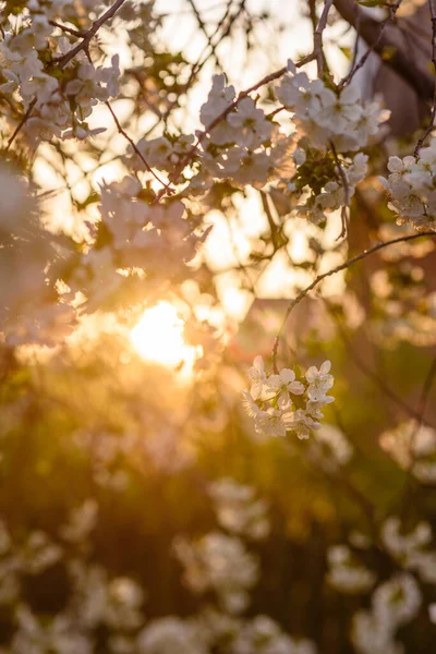 Parlak yeşil arka planda beyaz kiraz çiçekleri dalları