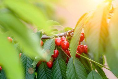 Kiraz ağacından sarkan olgun kirazlar. Stella kiraz ağacı ve ağaç dalında asılı koyu kırmızı kirazlar.