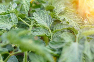 Yeşil domatesler çalılar, yeşil domatesler seradaki domates ağacında. Tarım konsepti, organik tarım